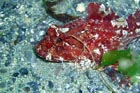scorpion_fish.jpg