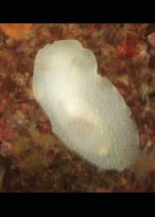 sea_lemon.jpg