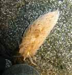 sea_slug.jpg