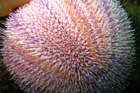 sea_urchin.jpg
