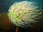 snakelocks_anemone.jpg