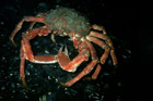spider_crab.jpg