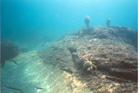 spider_crab_2.jpg