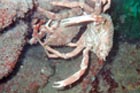 spider_crab_lovin.jpg