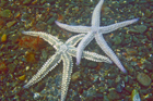 spiny_starfish.jpg