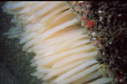 squid_eggs.jpg