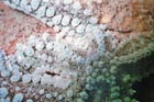 starfish_macro.jpg
