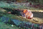 tompot_blenny.jpg
