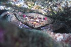 velvet_swimming_crab.jpg