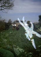 starfish_invasion.jpg