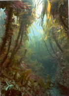 cornish_underwater_jungle.jpg