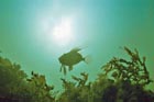 john_dory_1.jpg