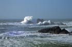 lizard_point.jpg