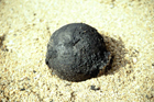 anson_cannonball.jpg